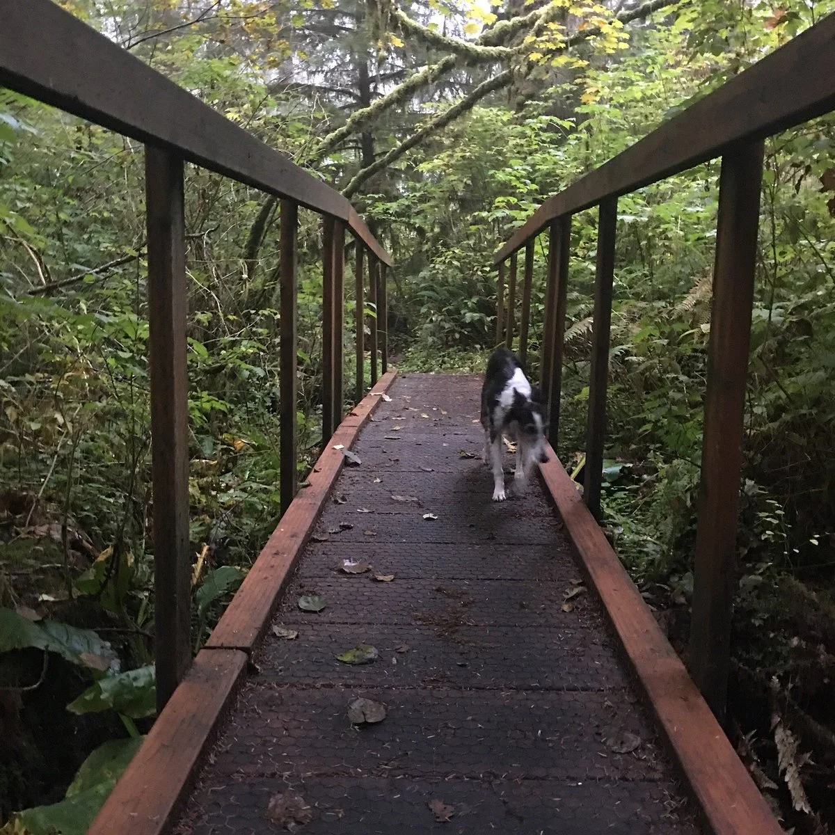Bogachiel State Park