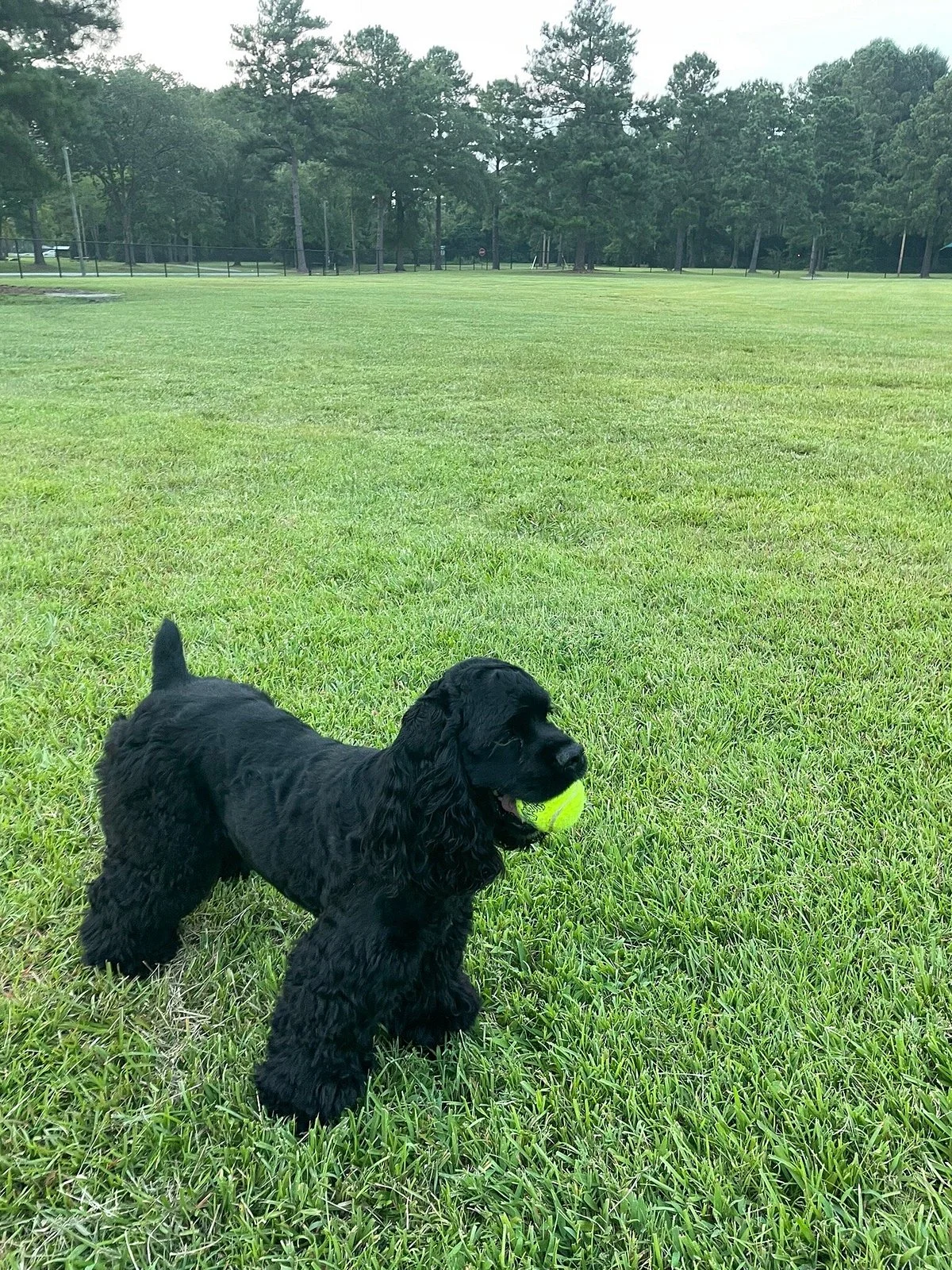 Best Friend's Dog Park