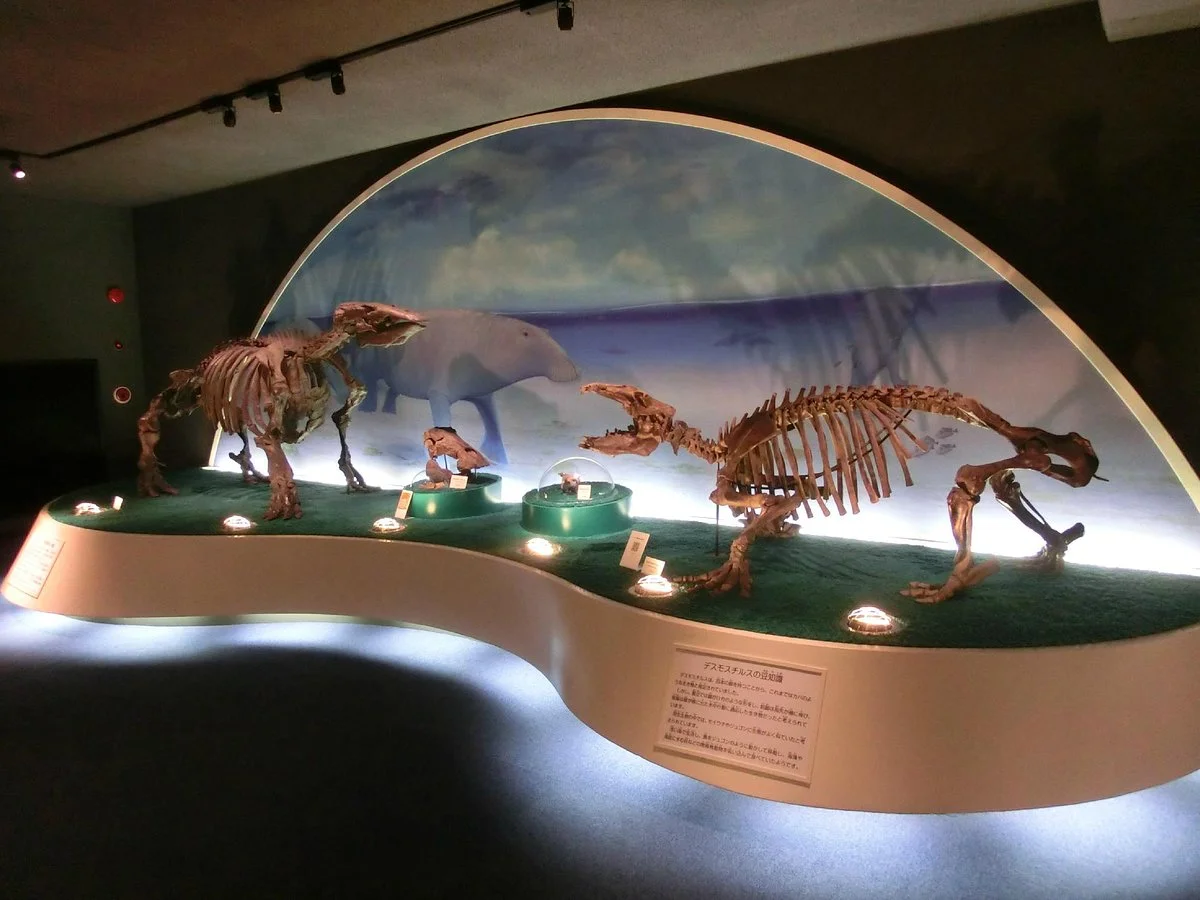 Mizunami Fossil Museum