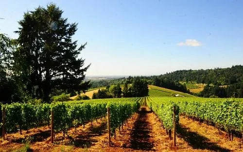 Winderlea Vineyard and Winery
