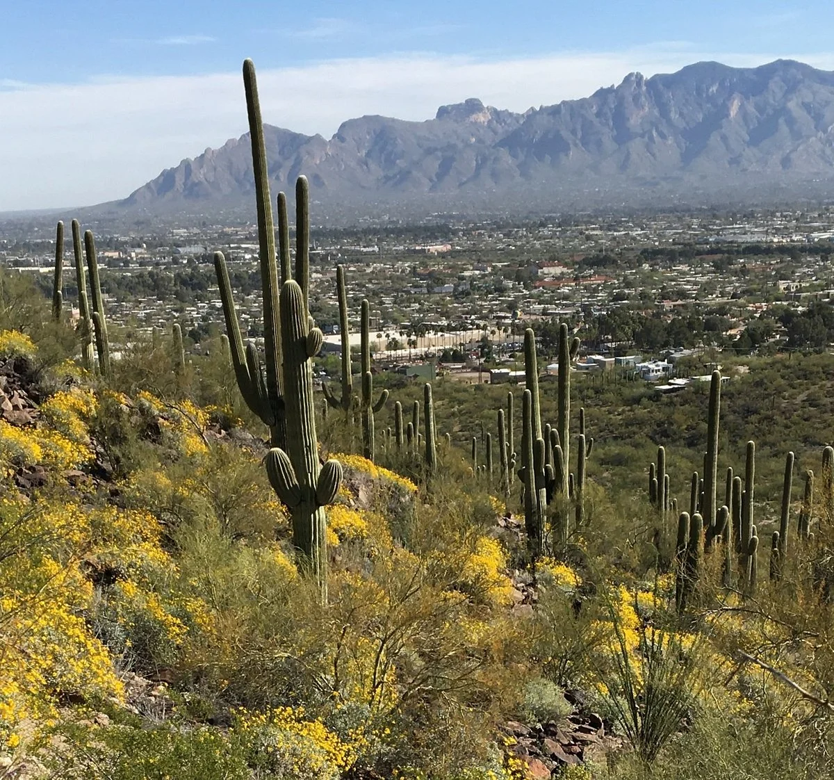 Tumamoc Hill