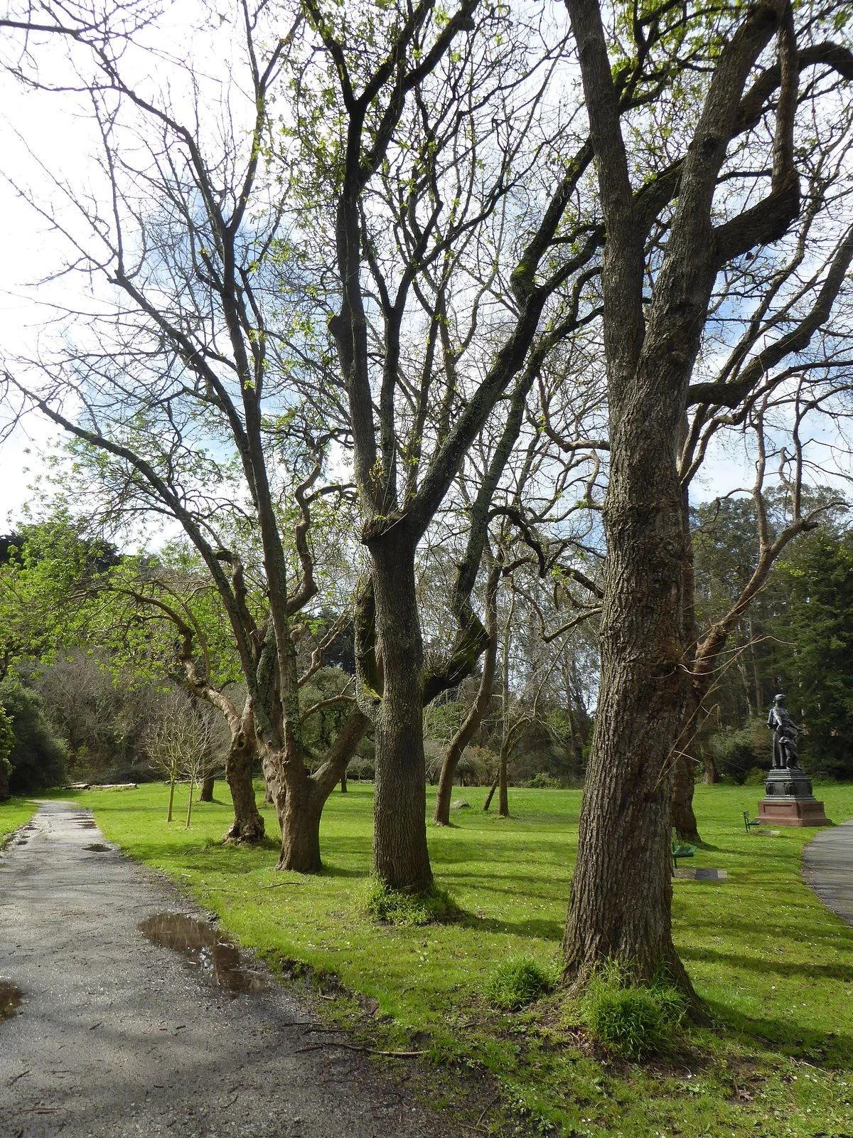 Colonial Historic Trees