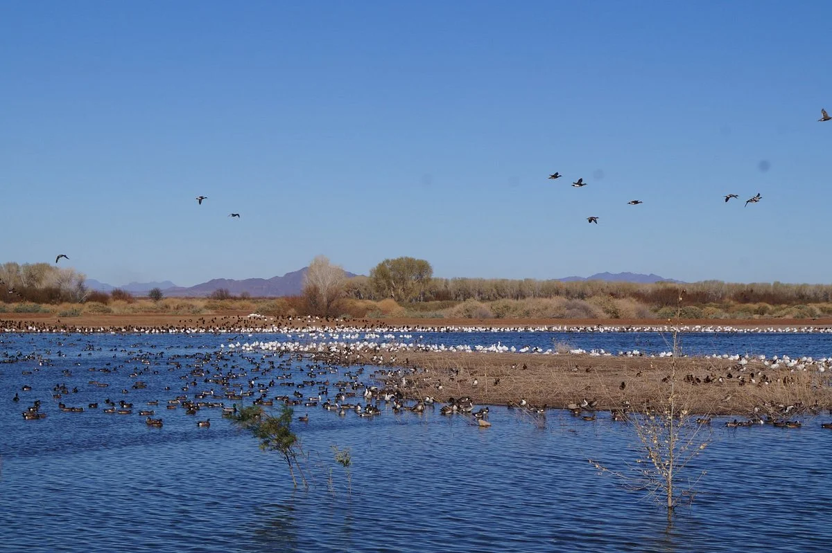 Cibola National Wildlife Refuge