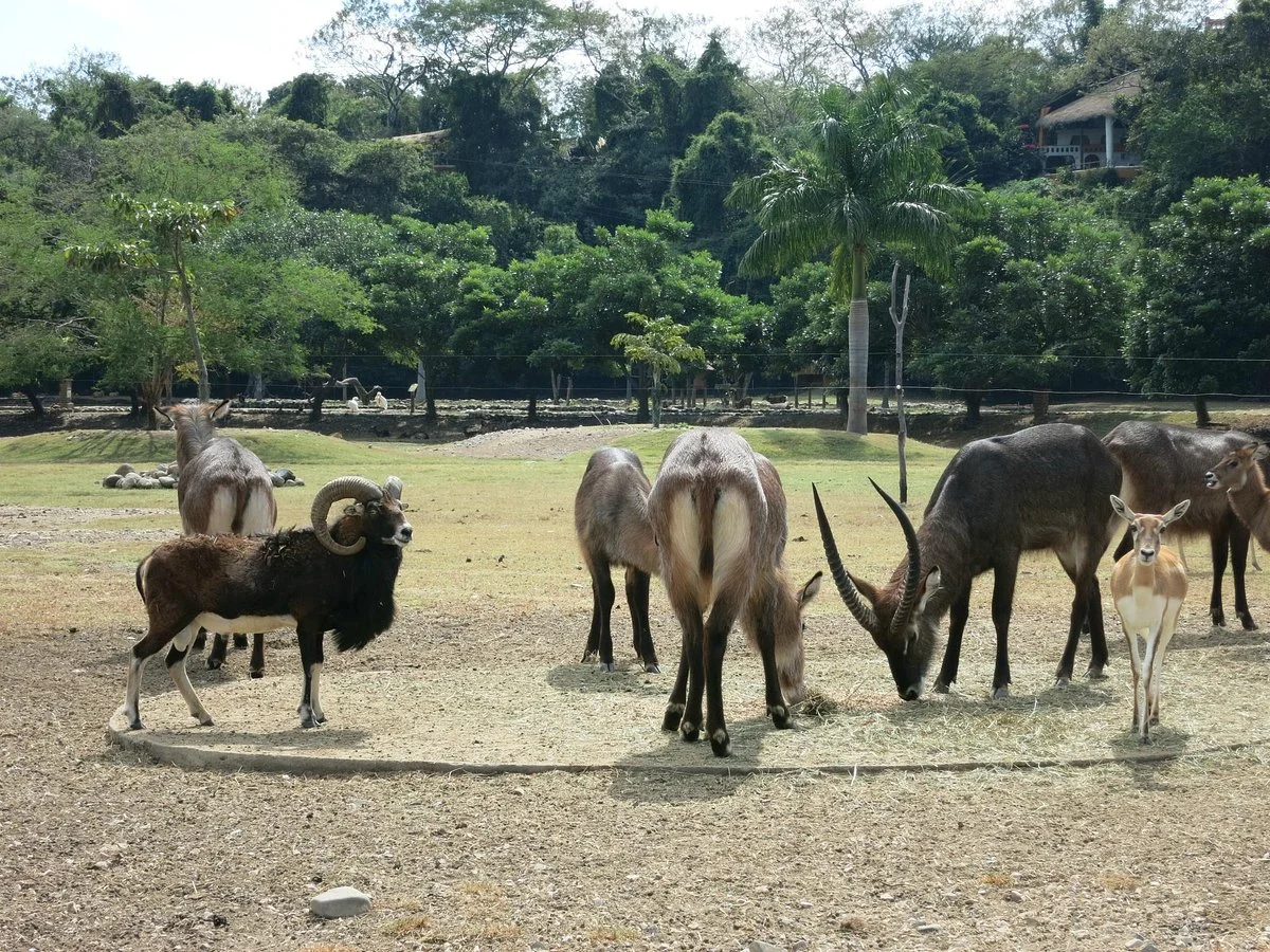 Zoofari