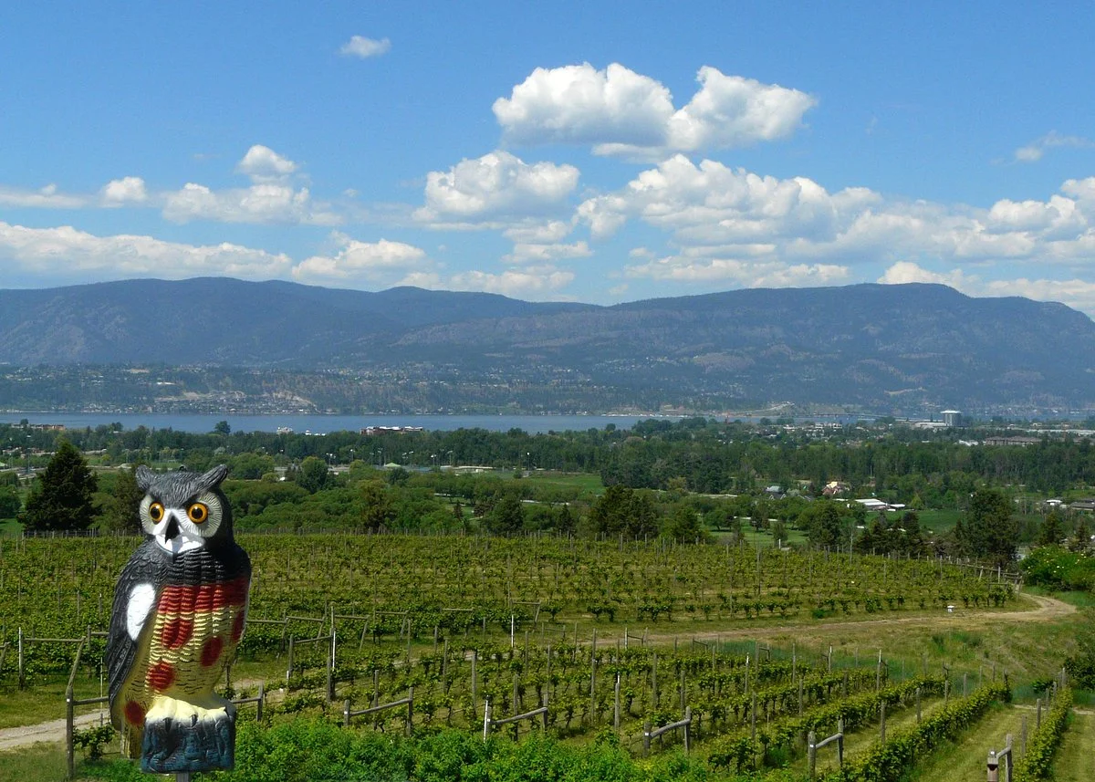 Tantalus Vineyards
