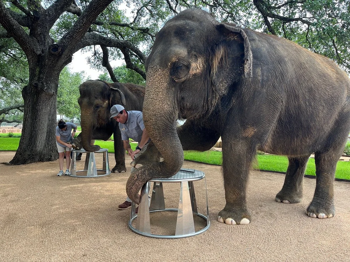 Hill Country Elephant Reserve