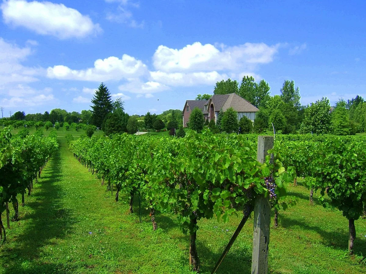 Valentino Vineyards