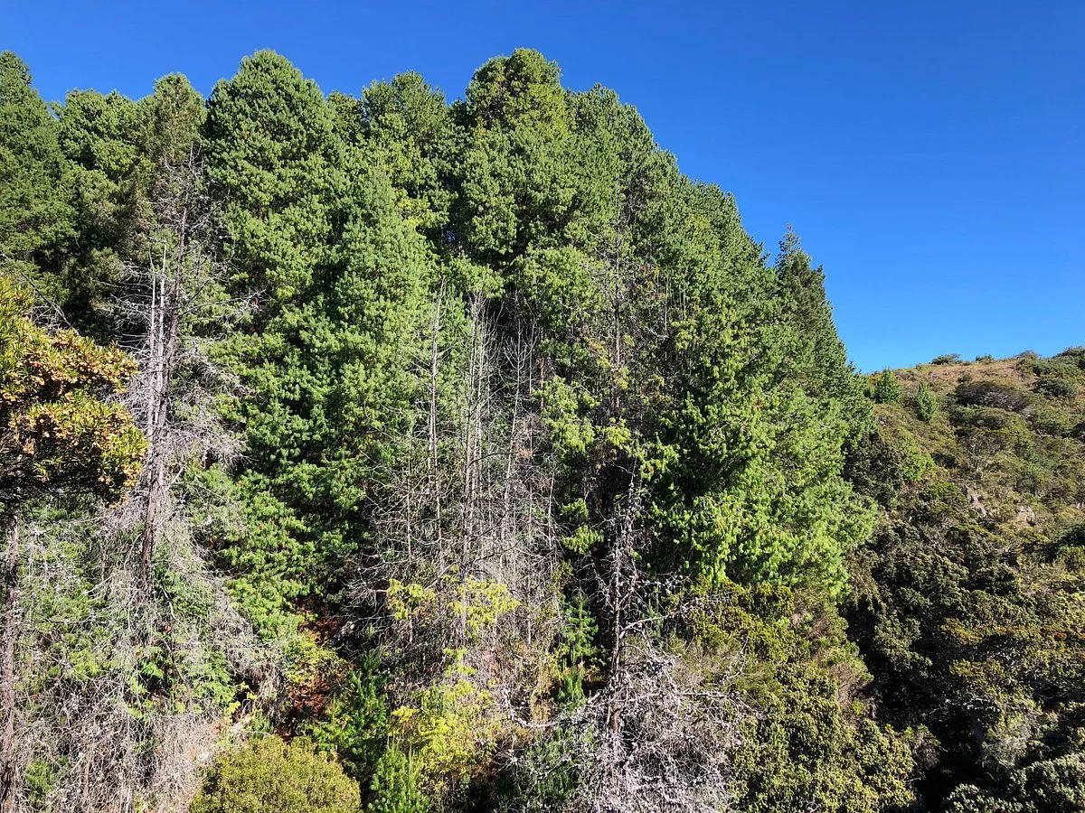 Hosmer's Grove
