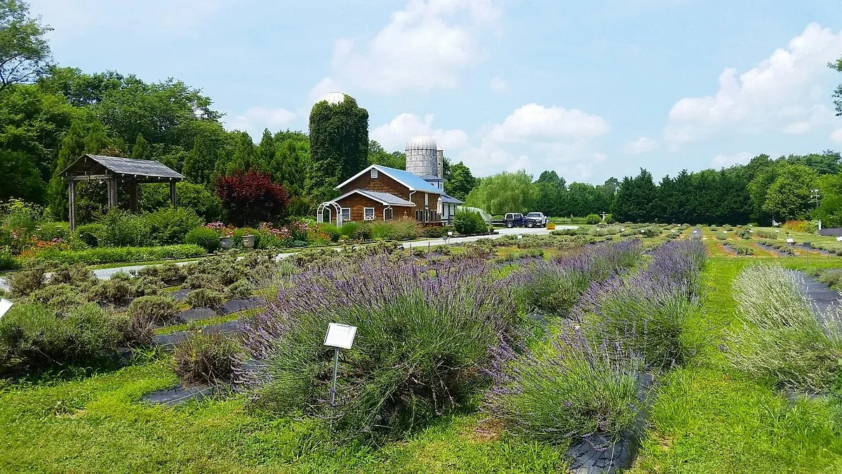 Lavender Fields Farm