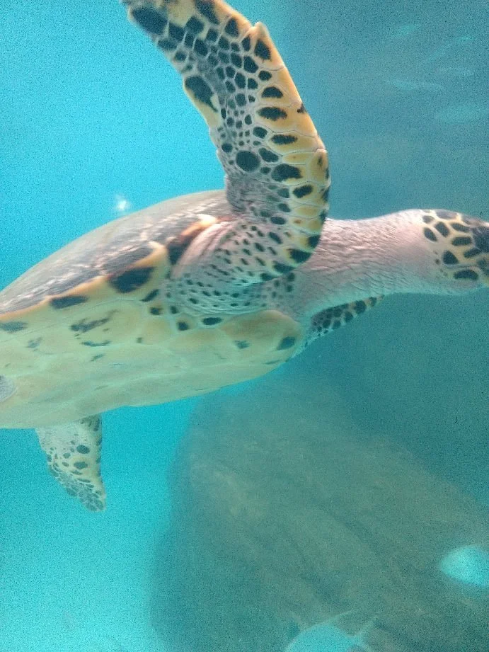 National Mexican Turtle Center
