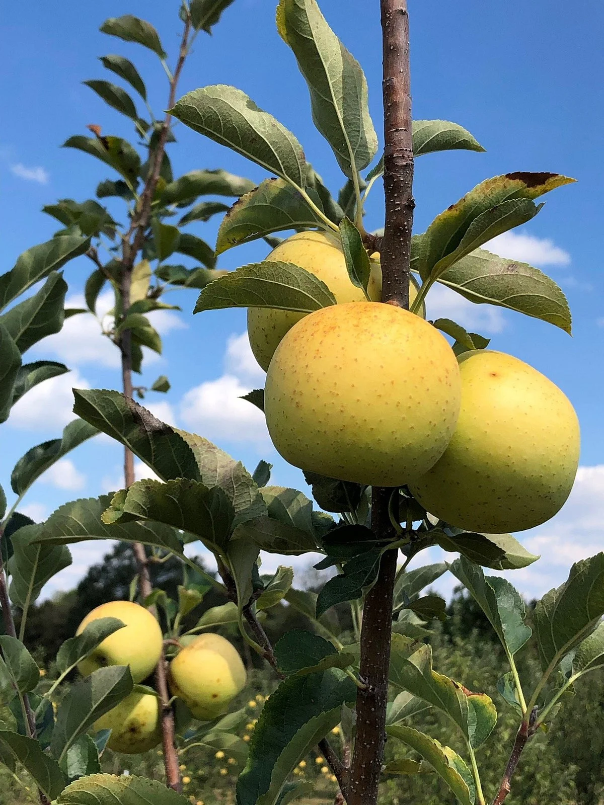 Haney's Appledale Farm