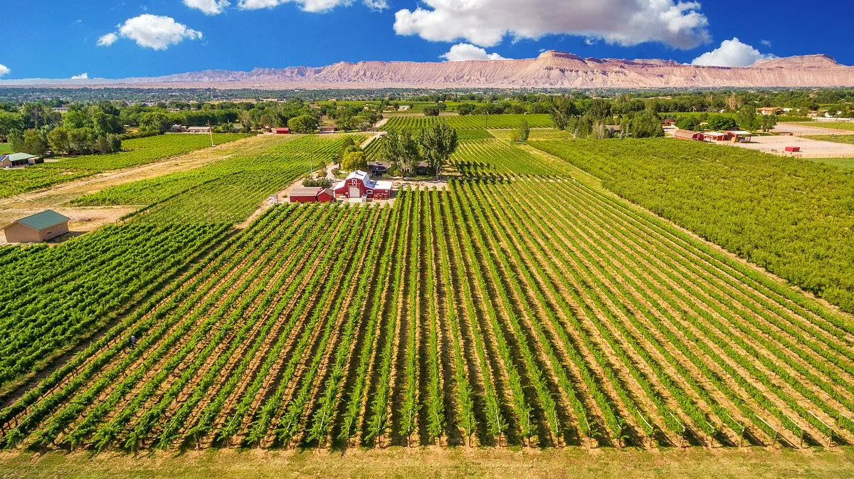 Mesa Park Vineyards