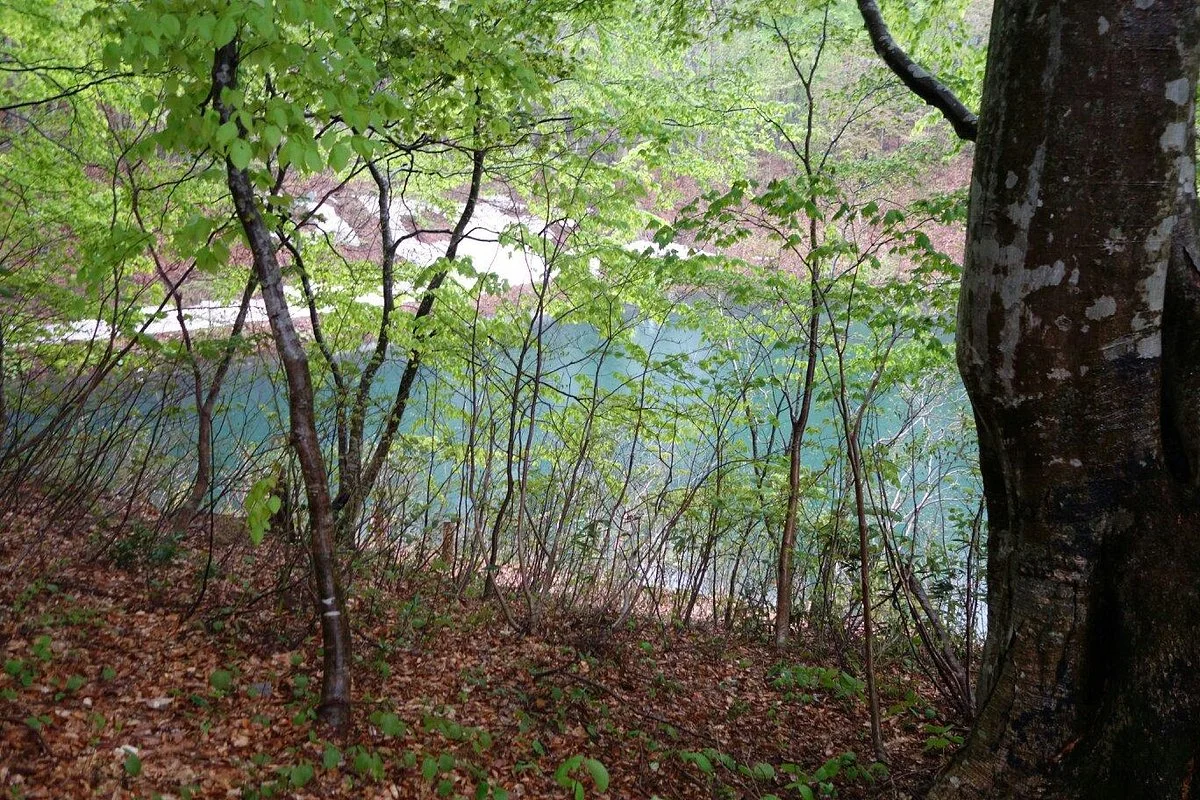 Shirakami no Mori Trail