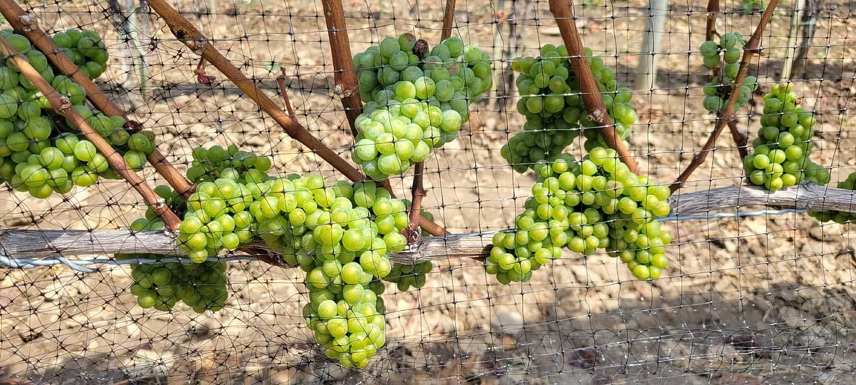 Kemmeter Wines