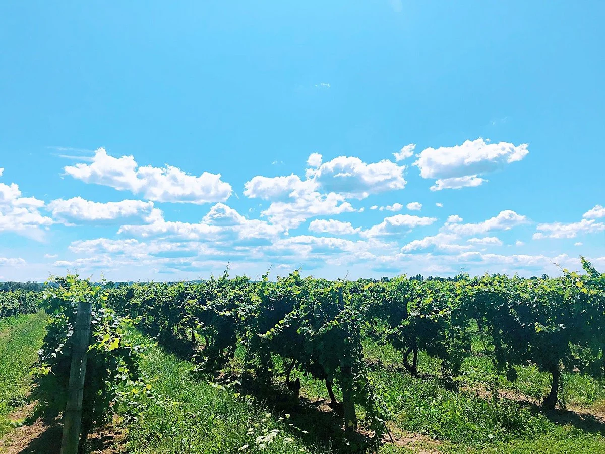 Marynissen Estate Winery