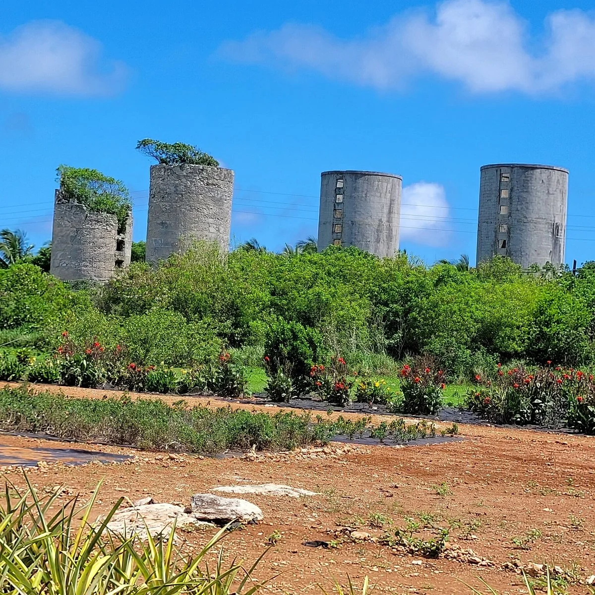 Eleuthera Pineapple Farm Tours