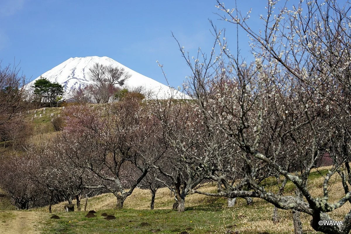 Ume no Sato