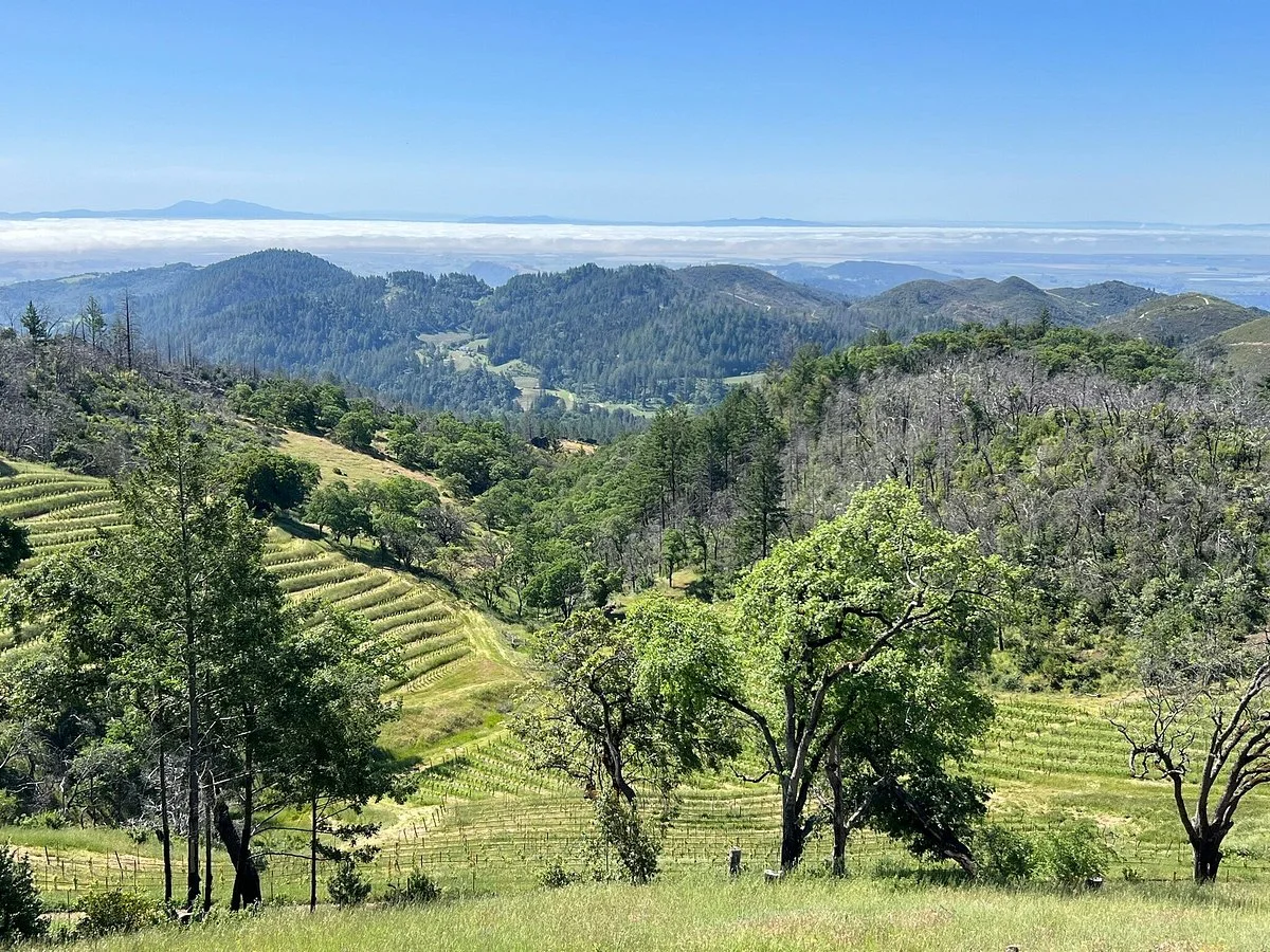 Mayacamas Vineyards