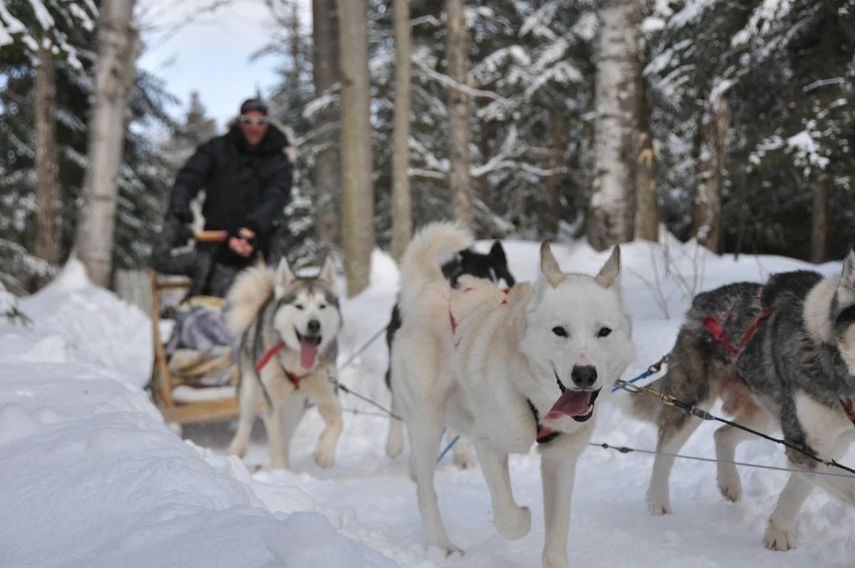 Aventure du Husky