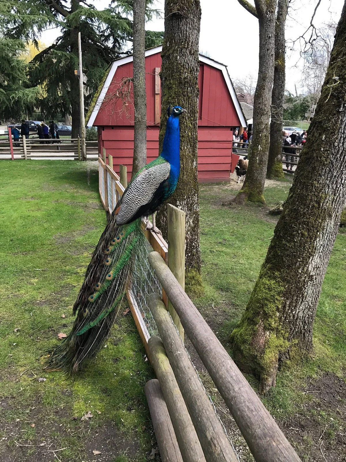 Beacon Hill Children's Farm