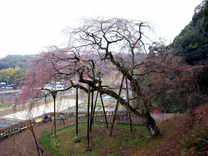 Okuyamada Weeping Sakura