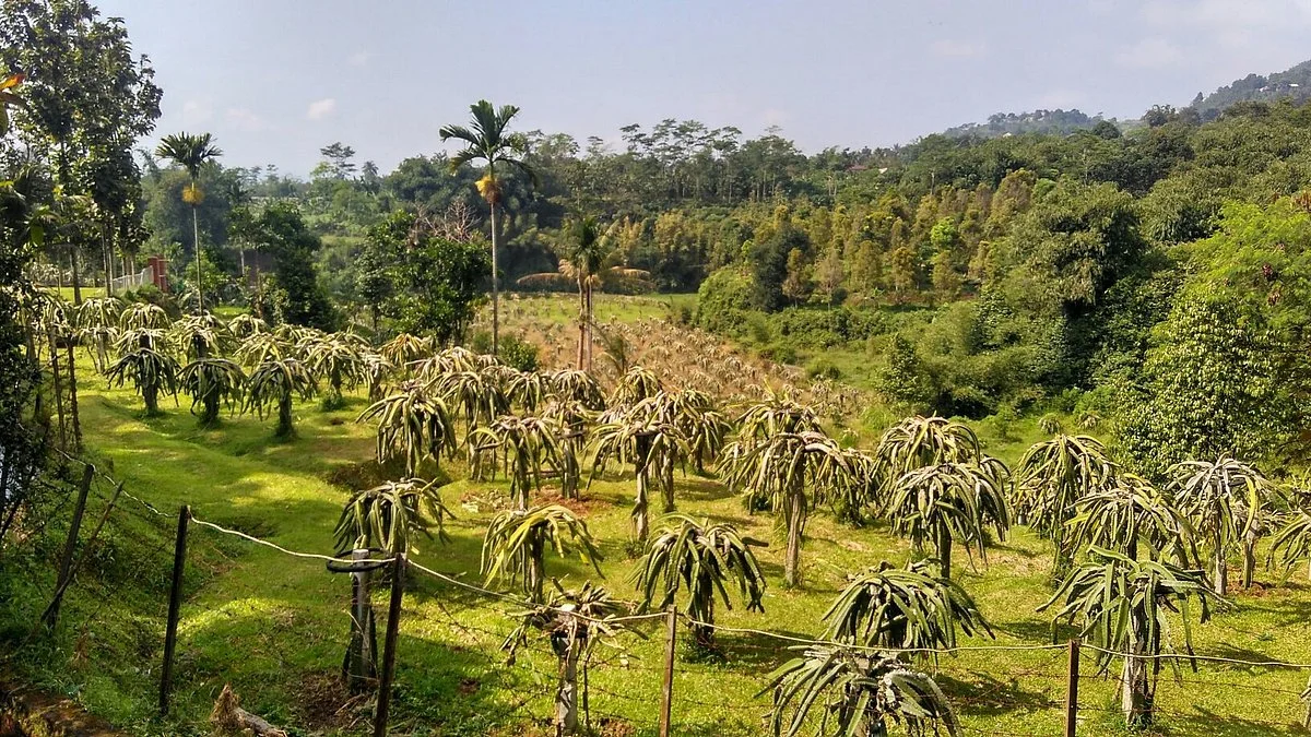Warso Durian Farm