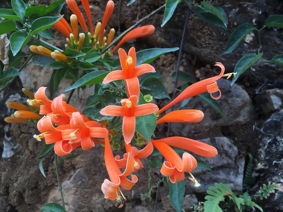 Garden of Elia Martinez