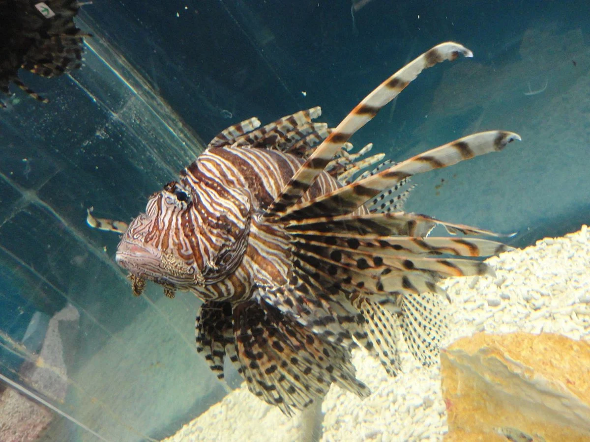 Sunpiazza Aquarium