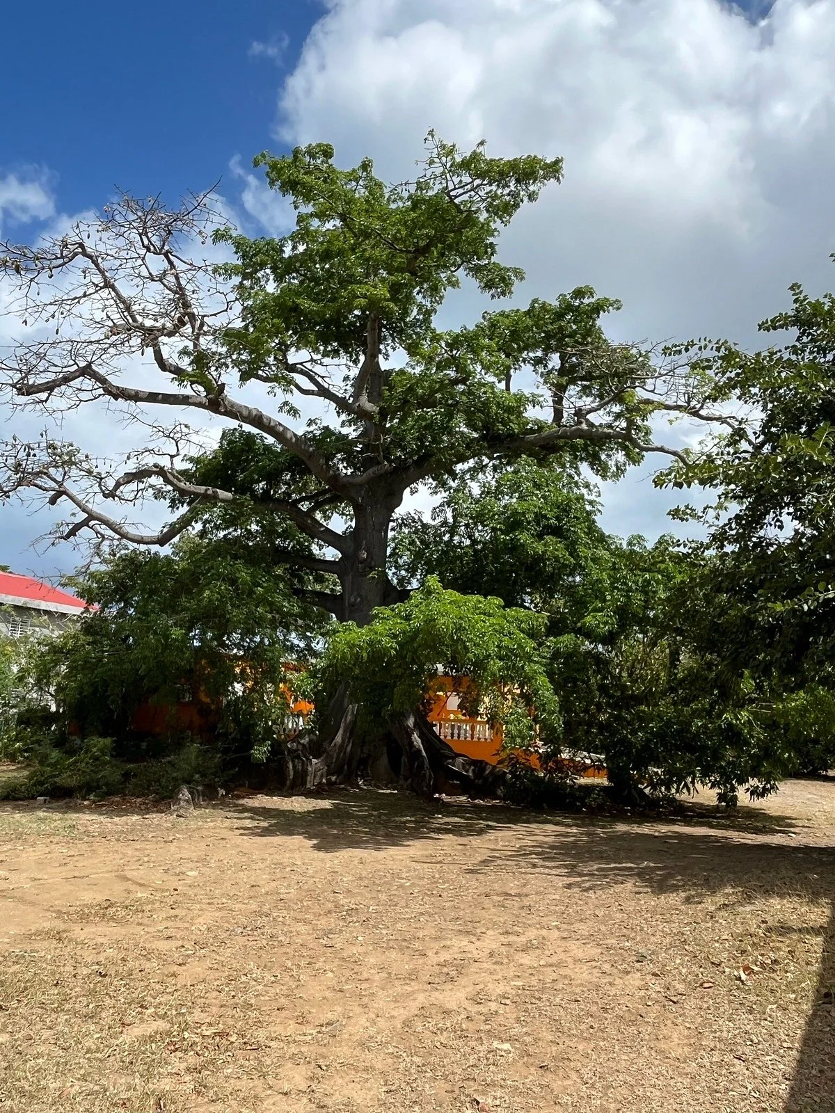 Silk Cotton Grove & Art Gallery
