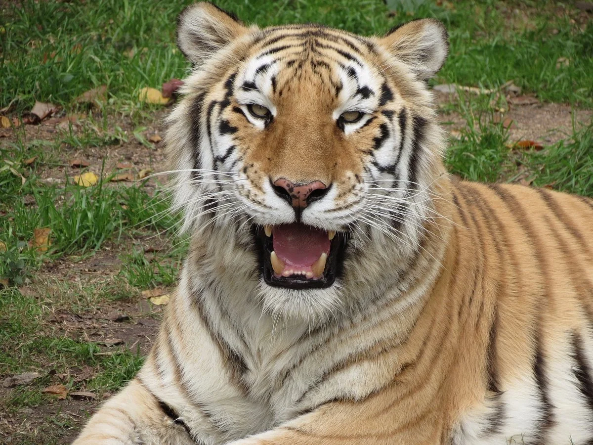 Louisiana Purchase Gardens & Zoo