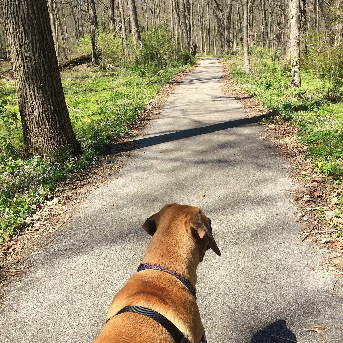 Old Plank Road Trail