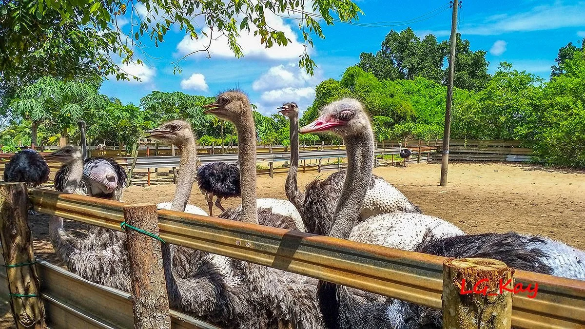 Desaru Ostrich Farm
