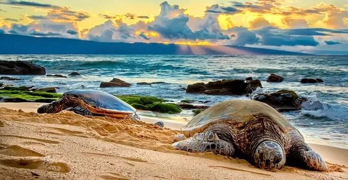 Maui On Metal