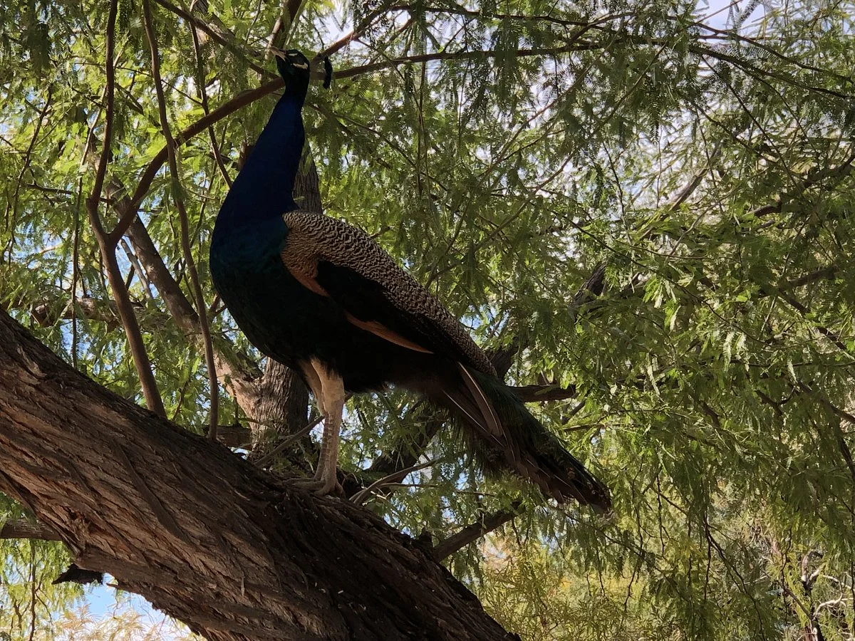 Xeriscape Botanical Gardens
