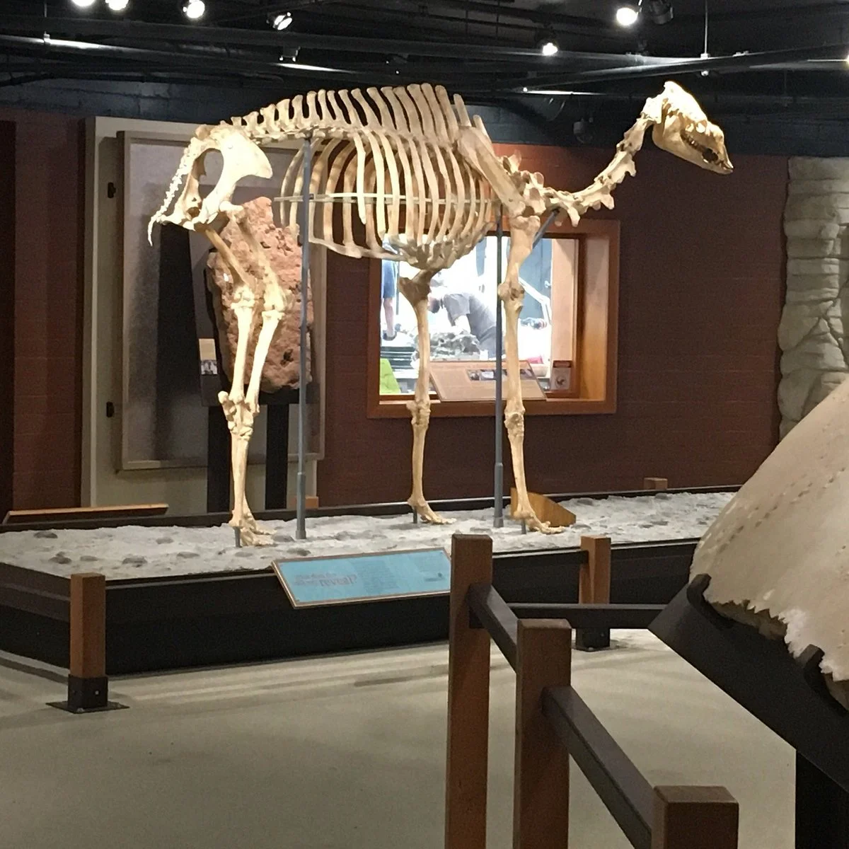 Raymond M. Alf Museum of Paleontology