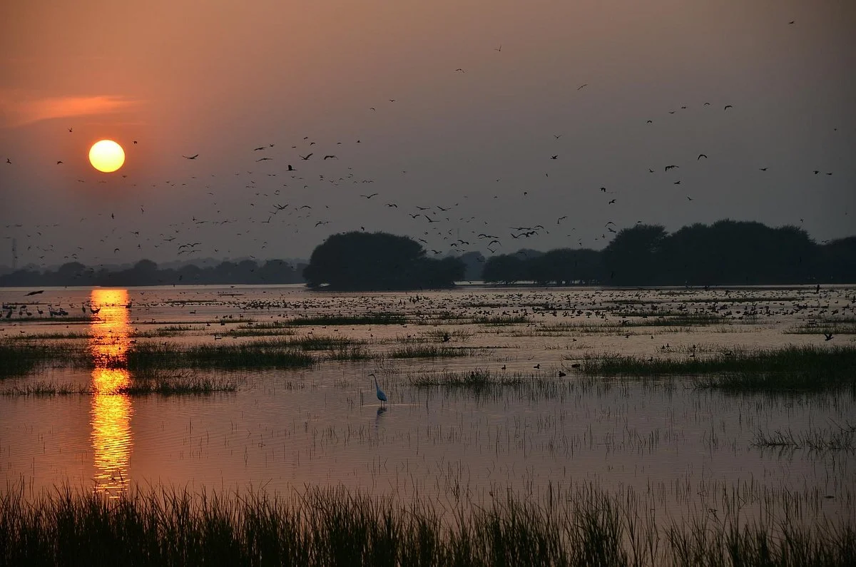 Thol Lake Bird Sanctuary