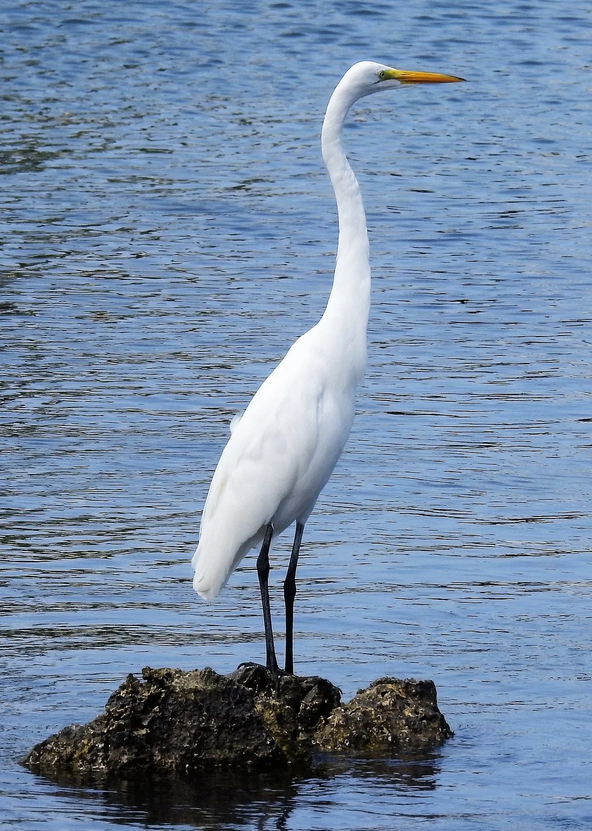 Site Ornithologique De Ravine Sable
