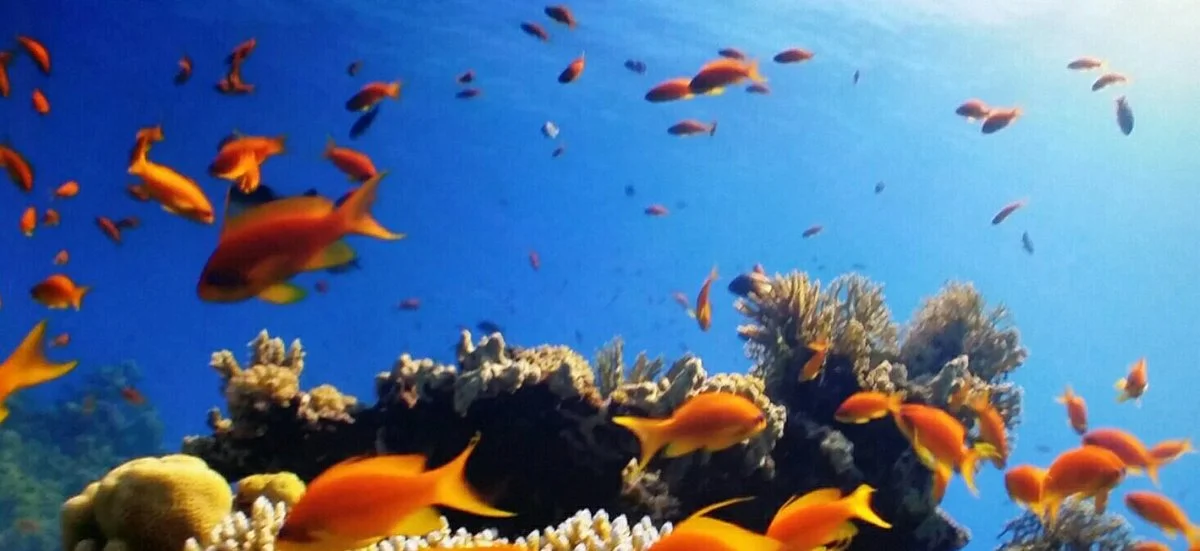 Audubon Aquarium