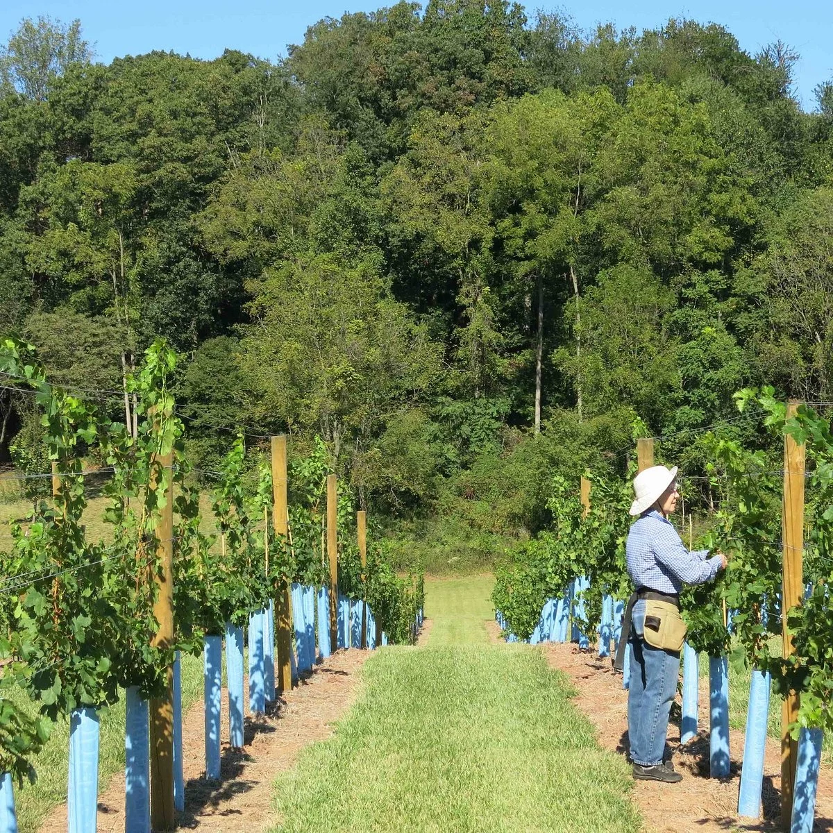 Links Bridge Vineyards
