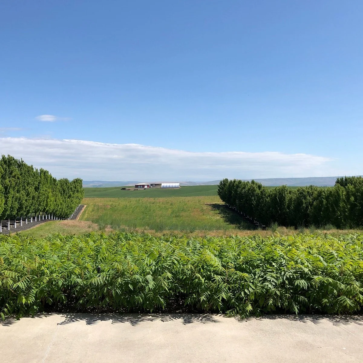 Long Shadows Vintners
