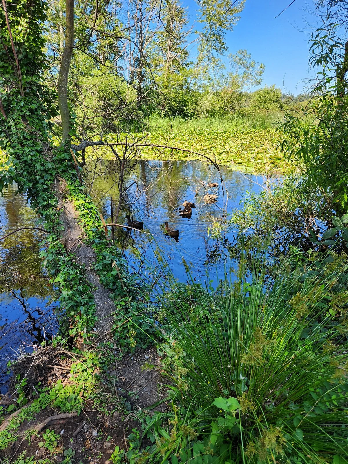 Carrie Blake Park