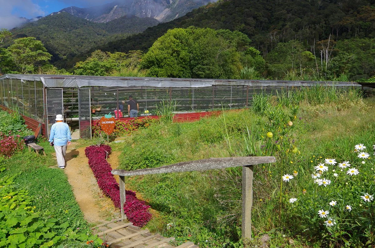 Mesilou Highland Strawberry Farm