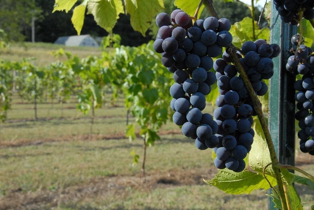 Chateau St. Croix Winery