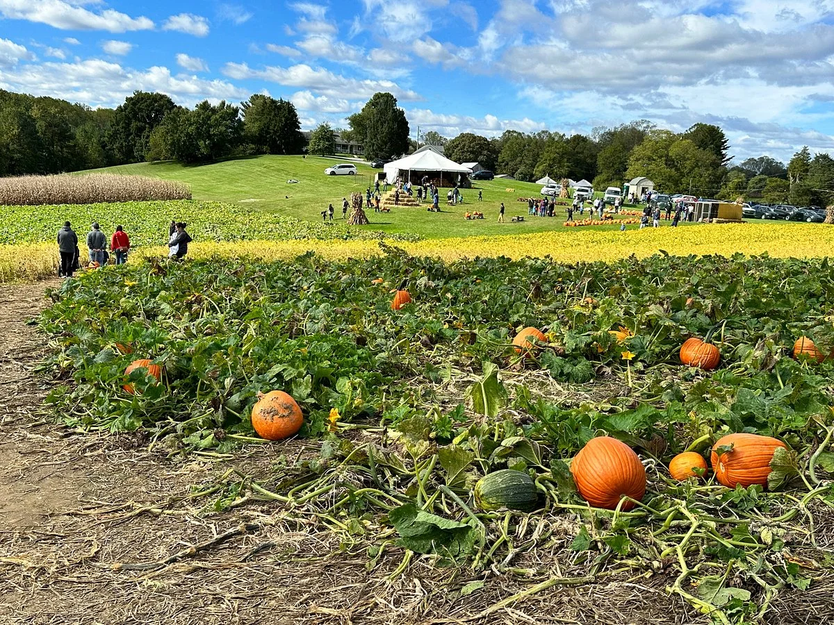 Y Worry Farm