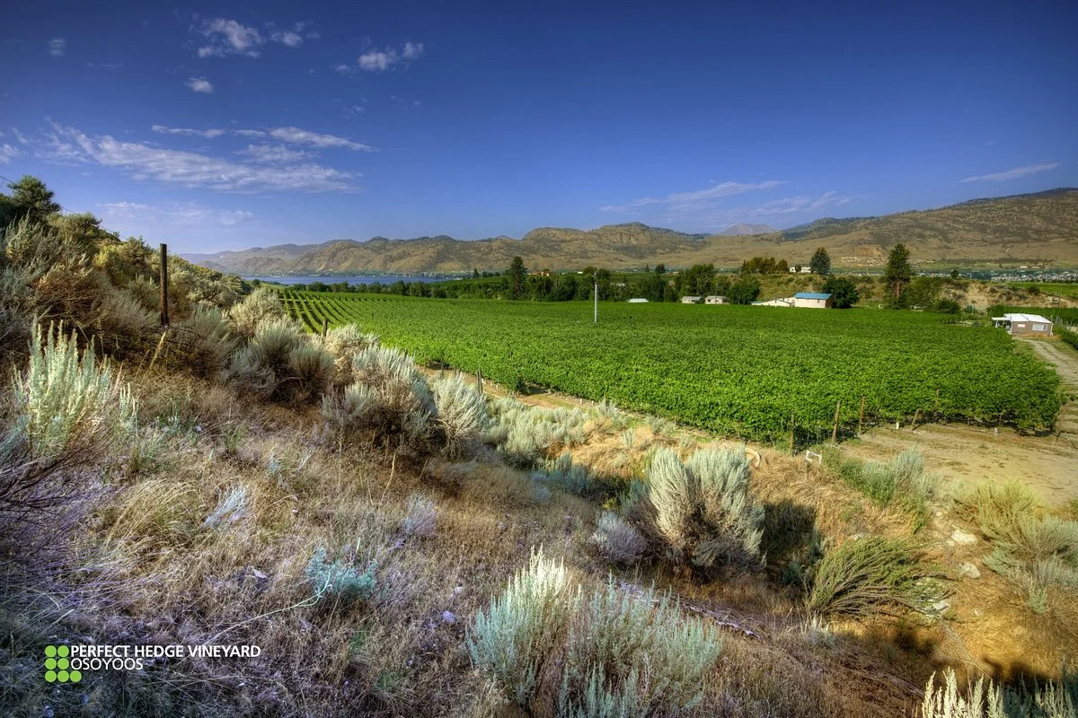Laughing Stock Vineyards