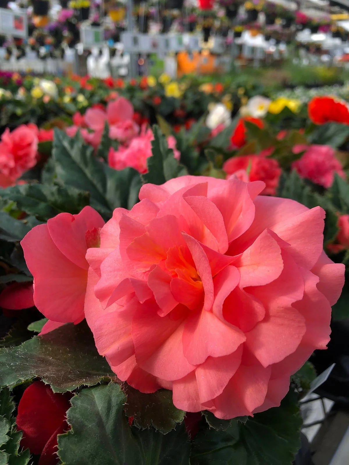 Floral Acres Greenhouse