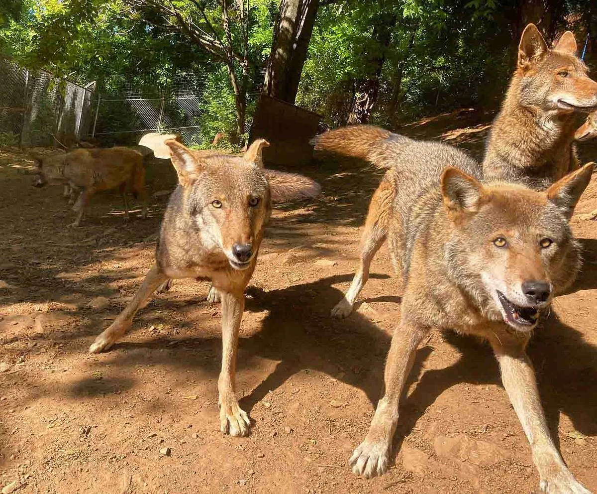 Mill Mountain Zoo