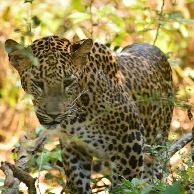 Wilpattu National Park