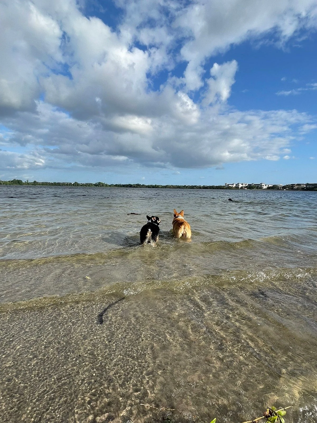 Lake Baldwin Dog Park