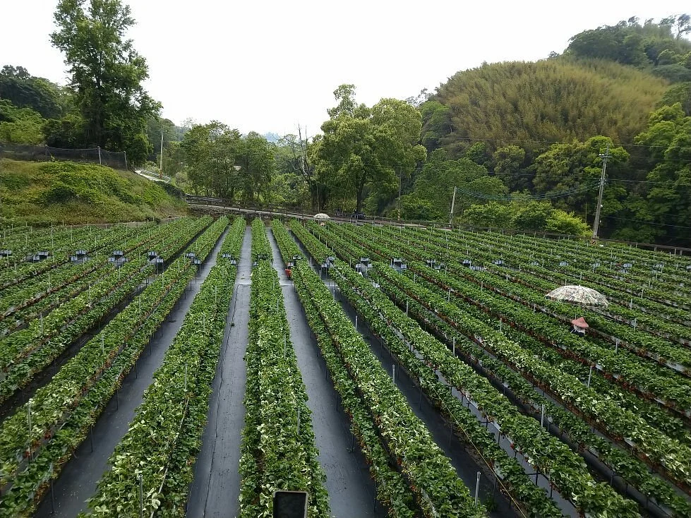 Maoli Dahu Shanding Guoyuan Farm